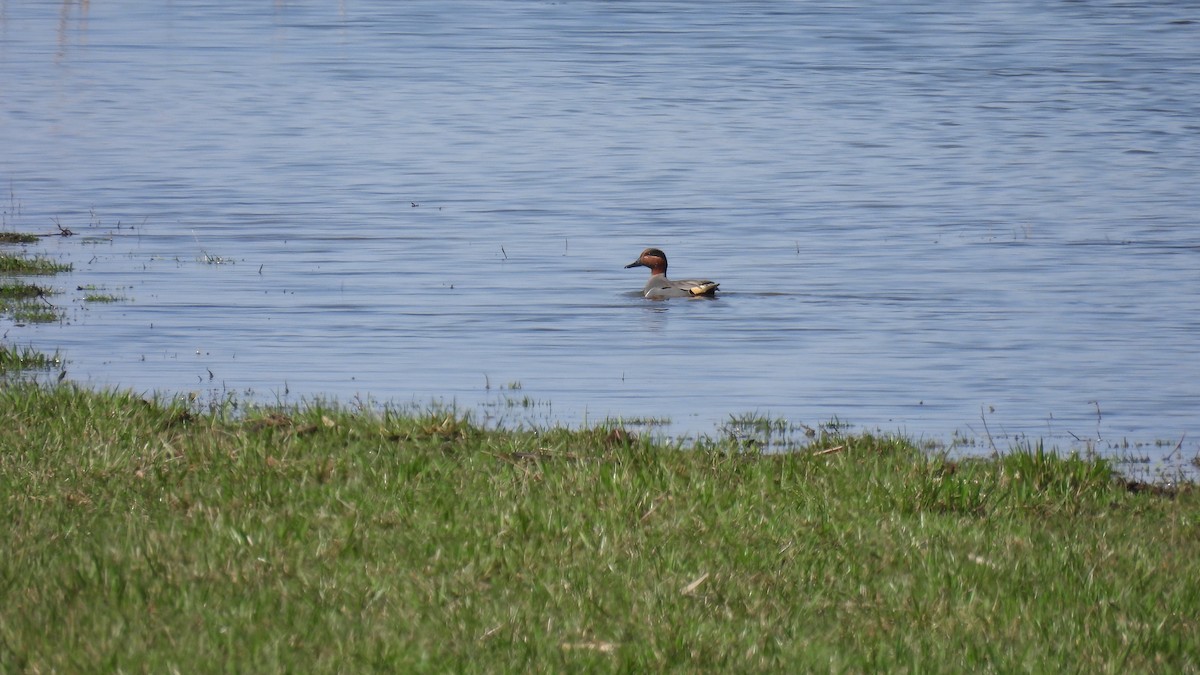 Green-winged Teal - ML617527263
