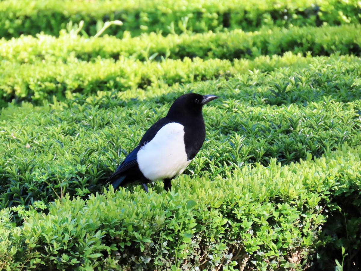 Eurasian Magpie - ML617527272