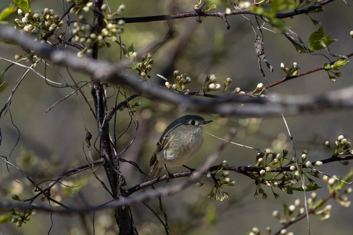 Ruby-crowned Kinglet - ML617527282