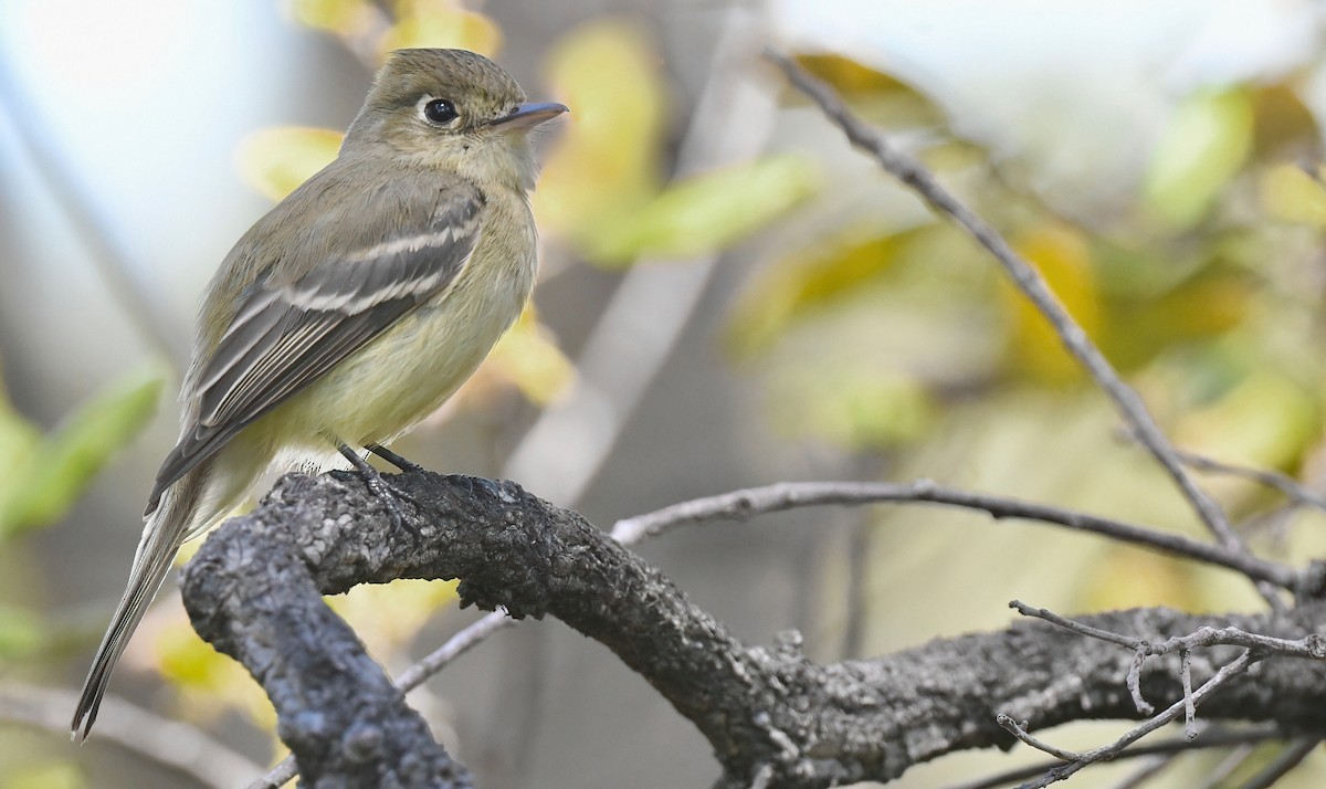 Western Flycatcher (Pacific-slope) - Barbara Wise