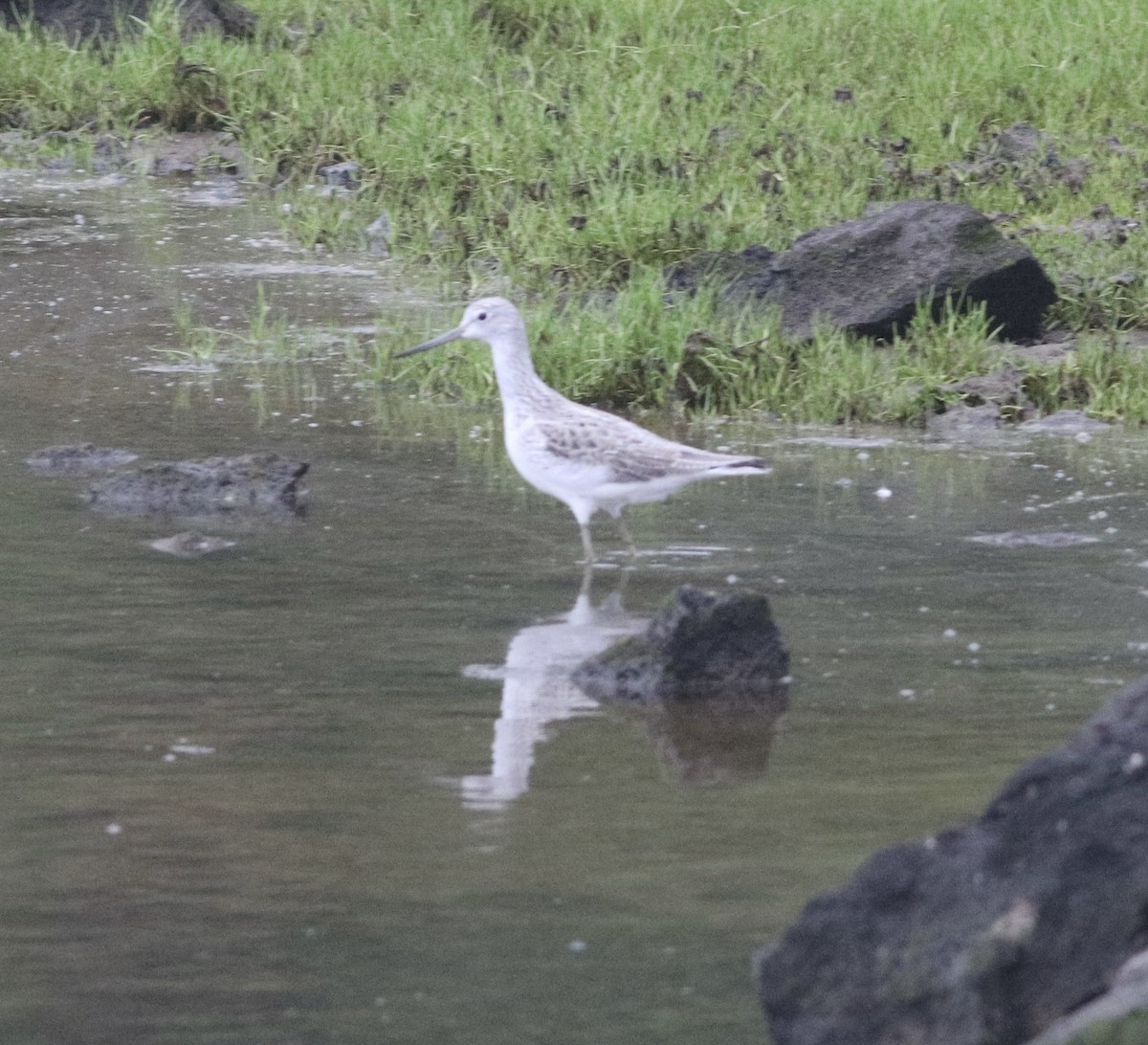 Common Greenshank - Nick  Lund