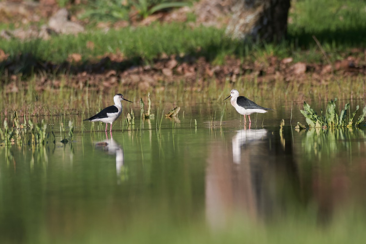 Black-winged Stilt - ML617527359