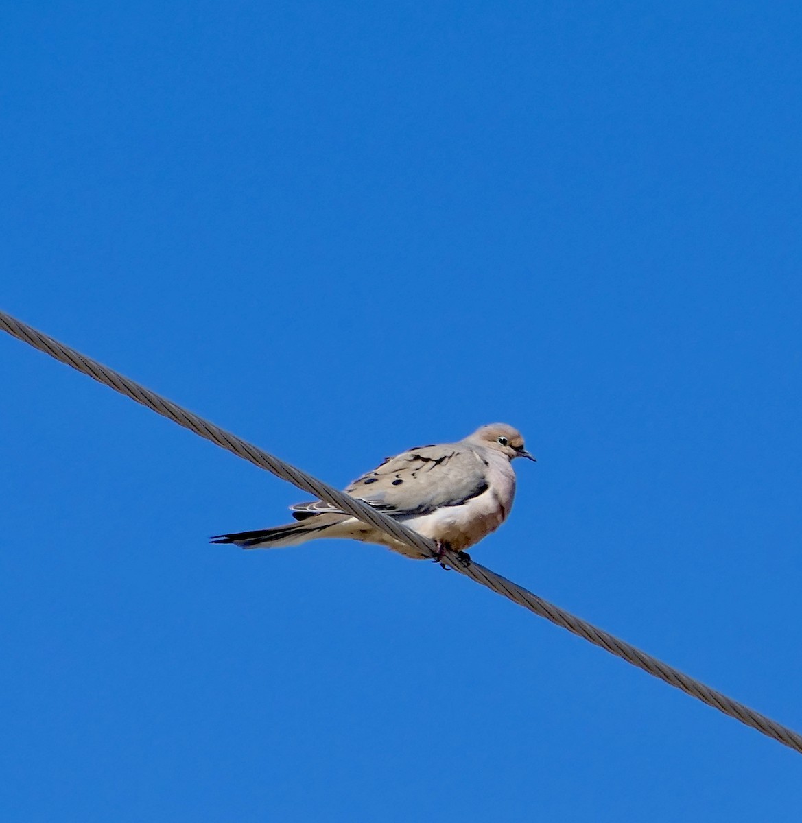 Mourning Dove - Jim St Laurent