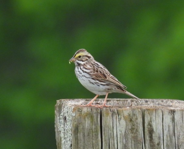 Savannah Sparrow - ML617527410