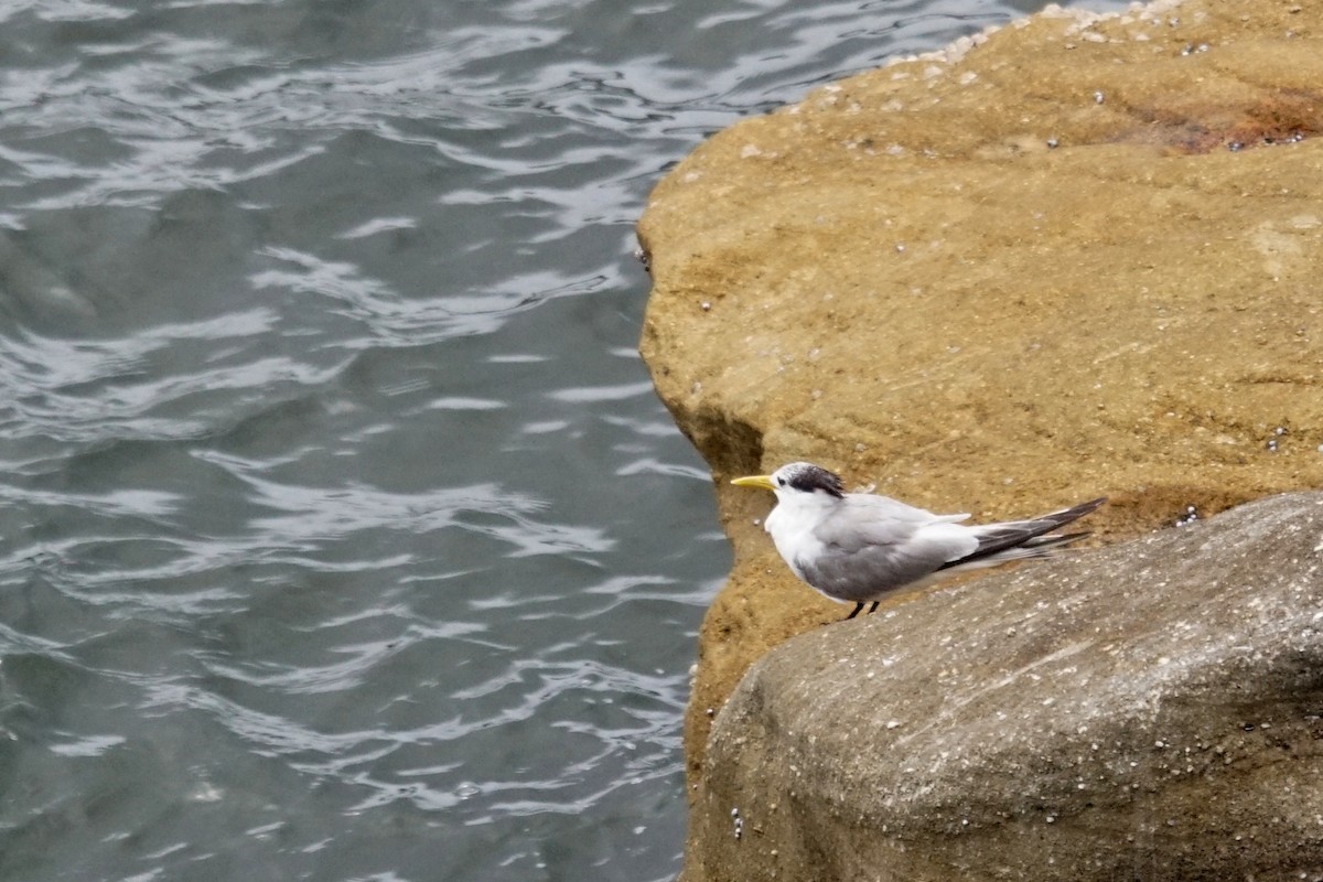 Great Crested Tern - ML617527412