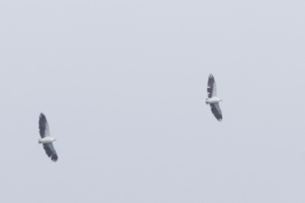 White-bellied Sea-Eagle - Mike Pennington