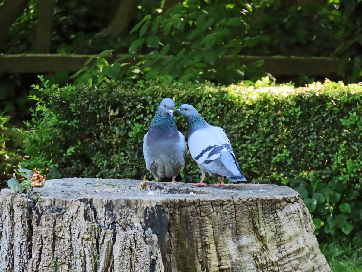 Rock Pigeon (Feral Pigeon) - ML617527437