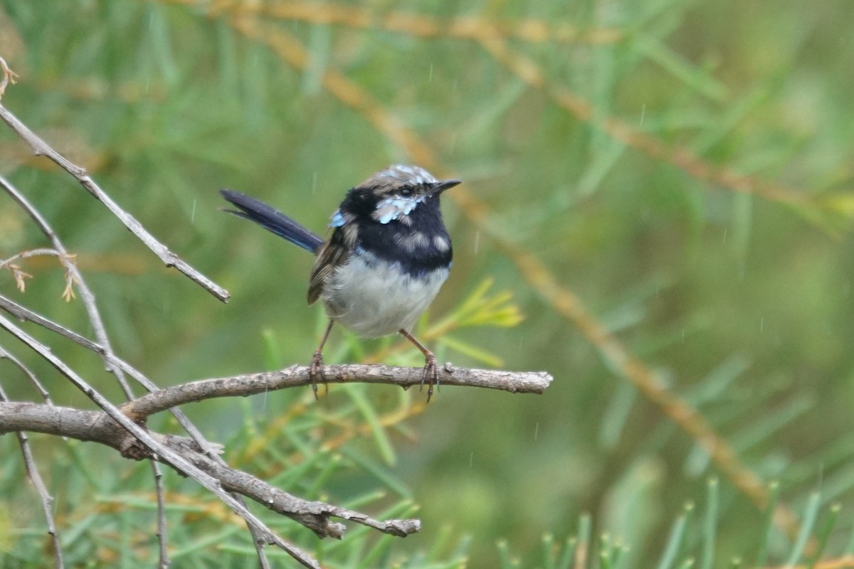 Superb Fairywren - Mike Pennington