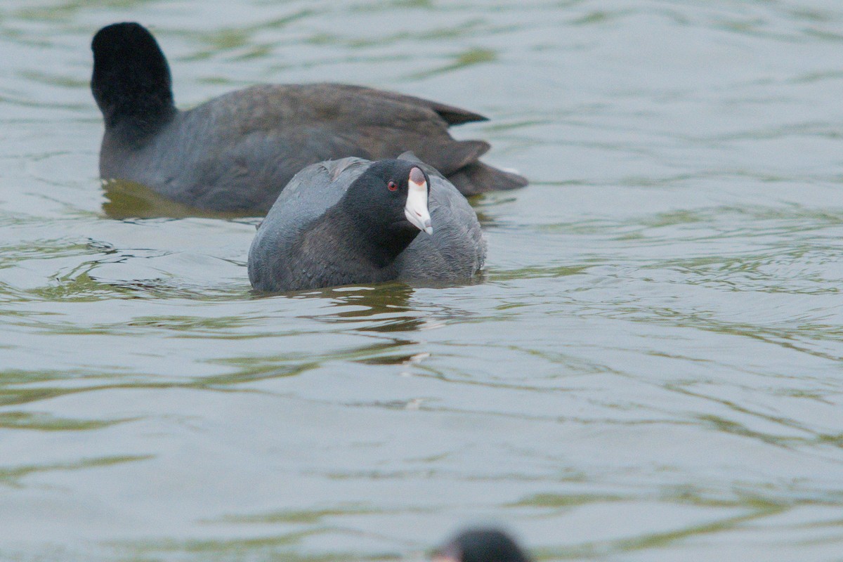 American Coot - ML617527479