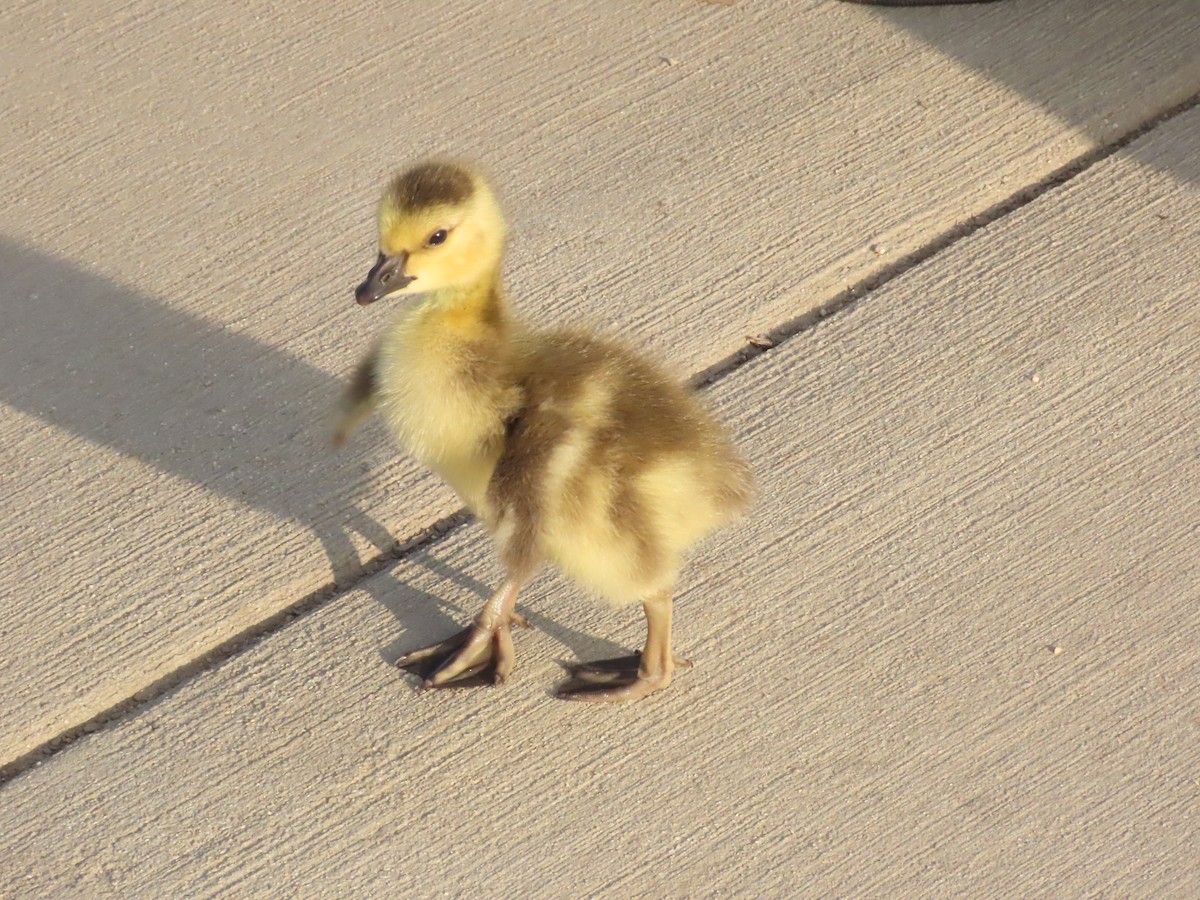 Canada Goose - ML617527482