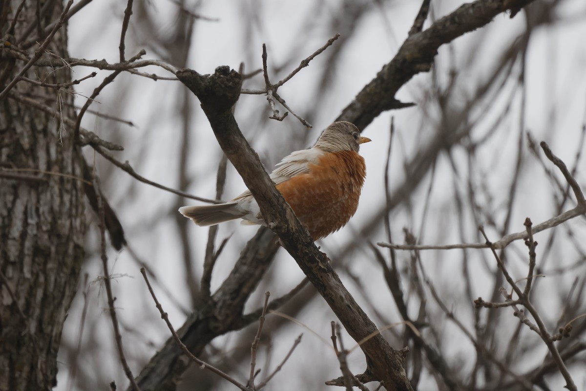 American Robin - ML617527491