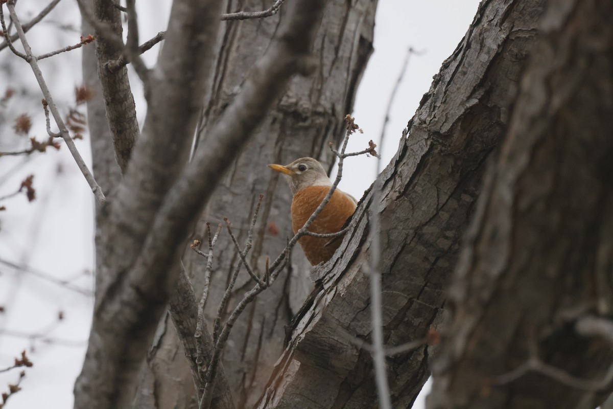 American Robin - ML617527492