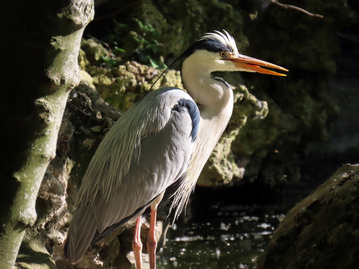 Gray Heron - ML617527497