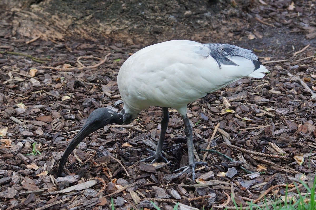 Australian Ibis - ML617527511