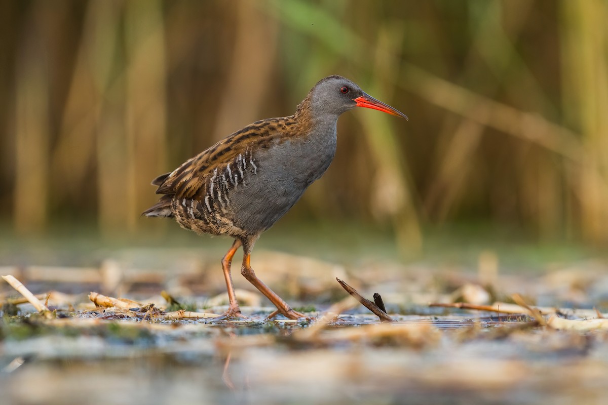 Water Rail - ML617527529