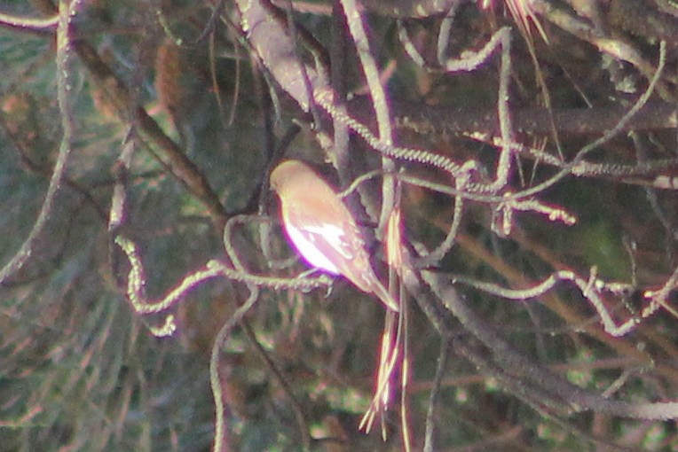 European Pied Flycatcher - ML617527530