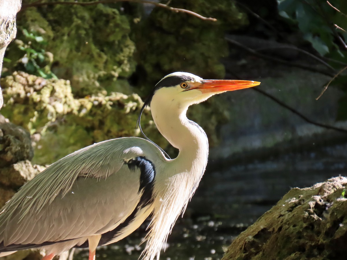 Gray Heron - ML617527547