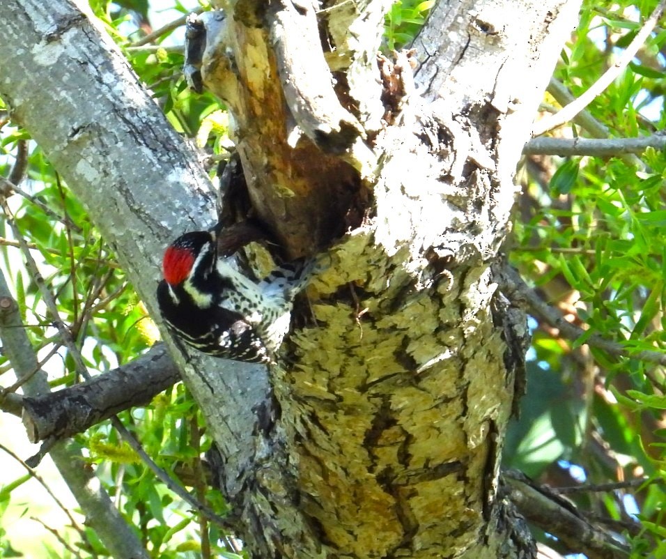 Ladder-backed Woodpecker - ML617527550