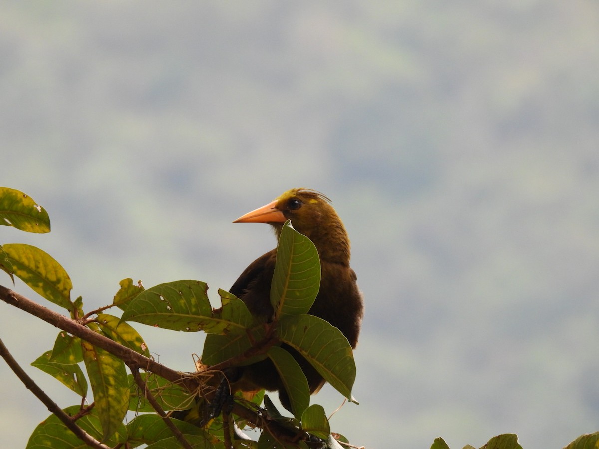 Russet-backed Oropendola - Eunice Benko @bahianaii