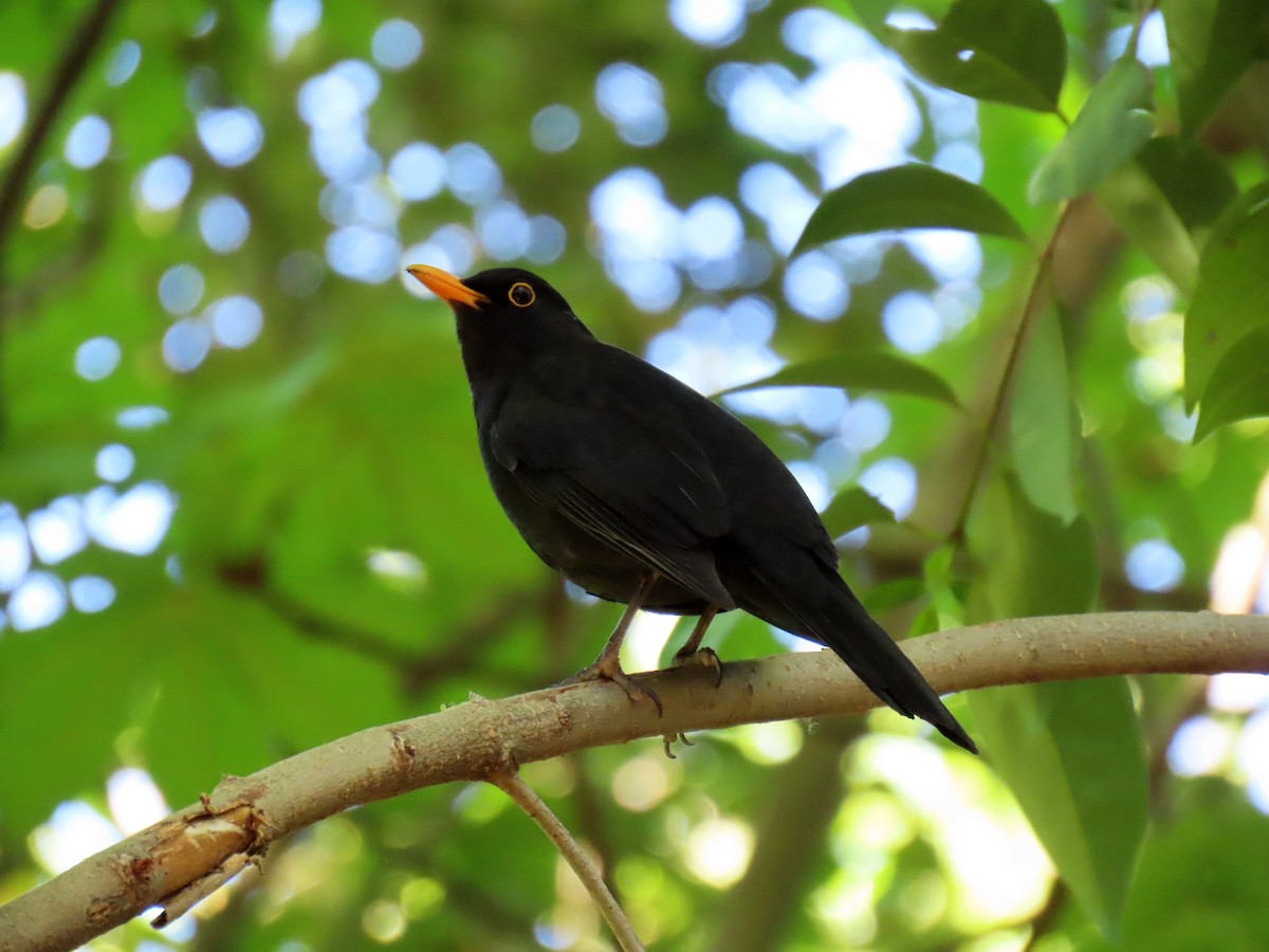 Eurasian Blackbird - ML617527582