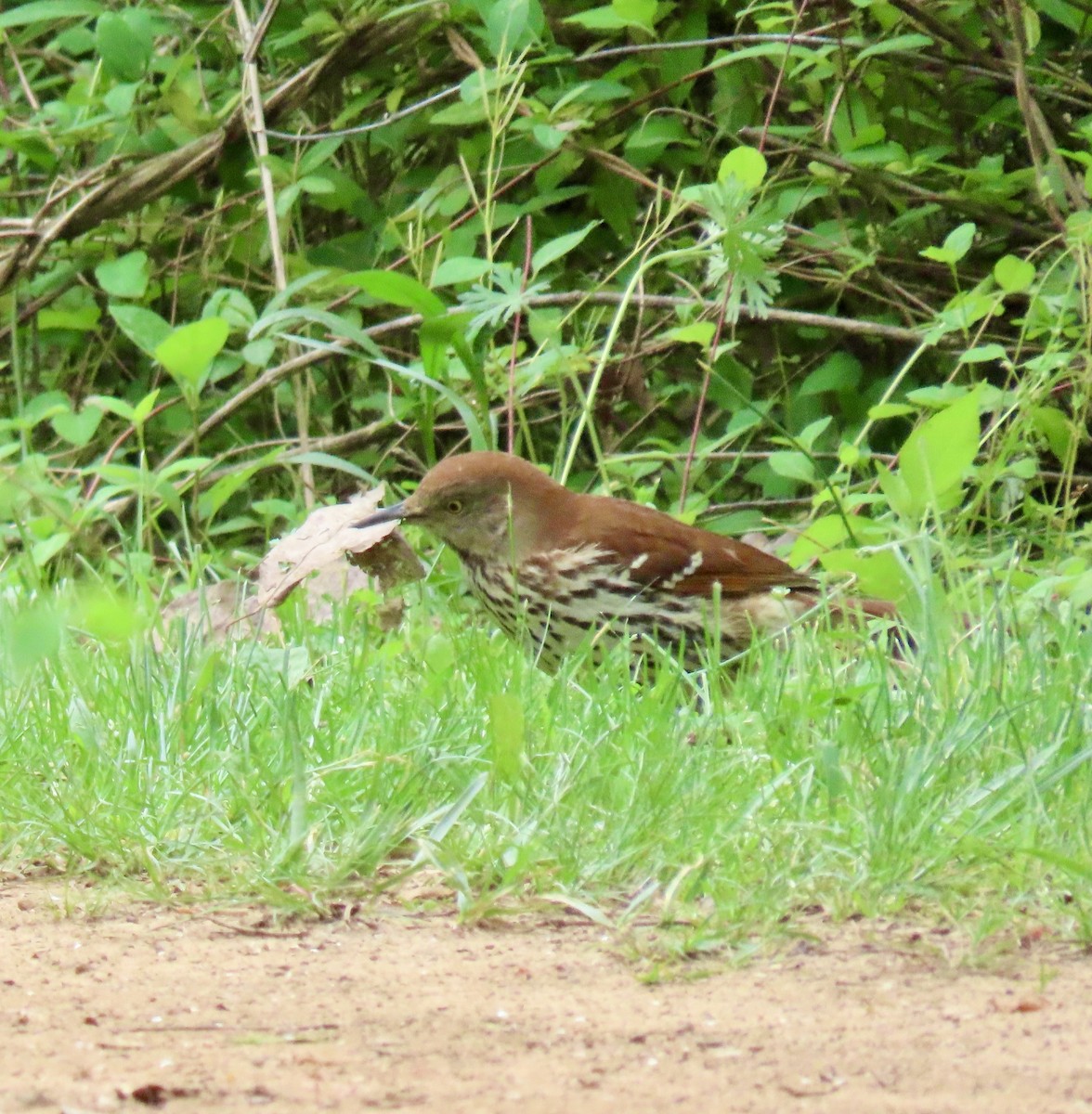 Brown Thrasher - ML617527585
