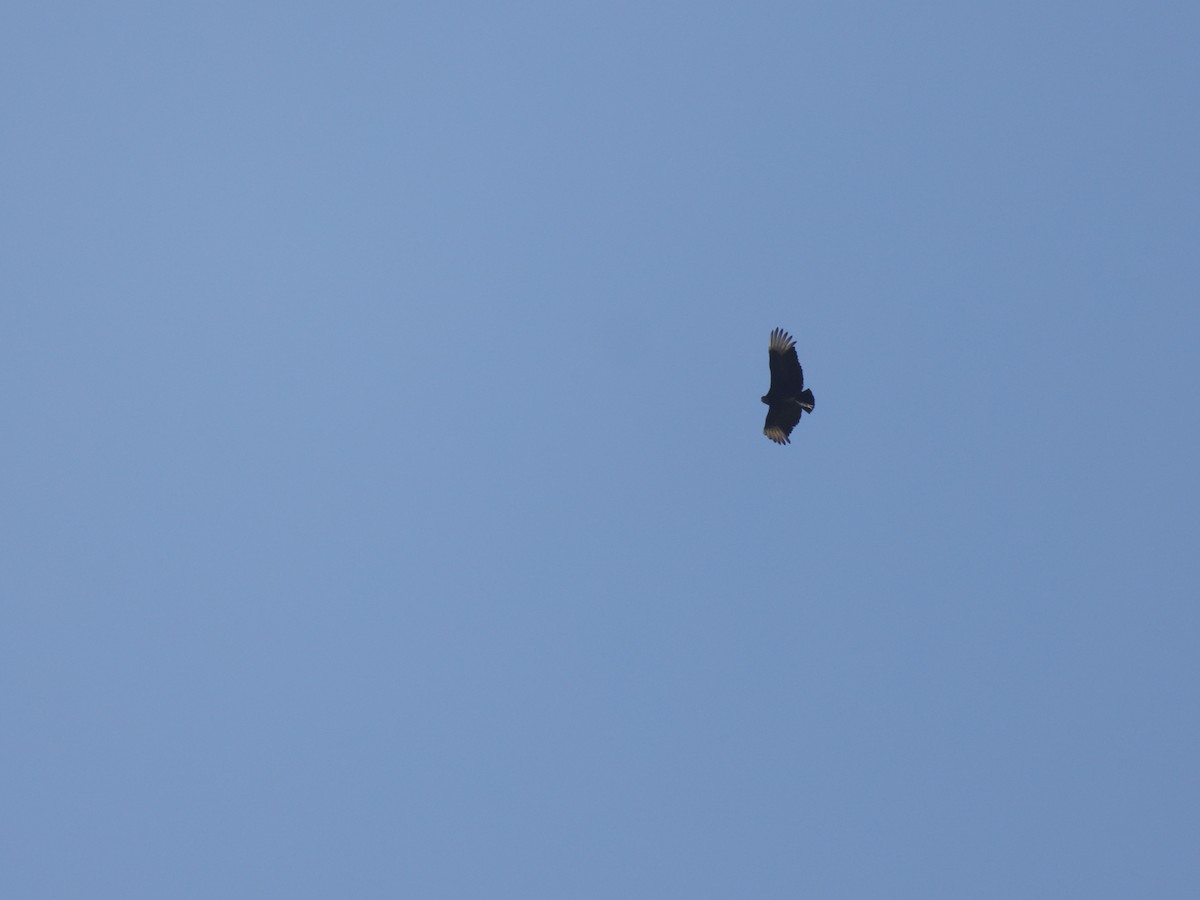 Black Vulture - ML617527591