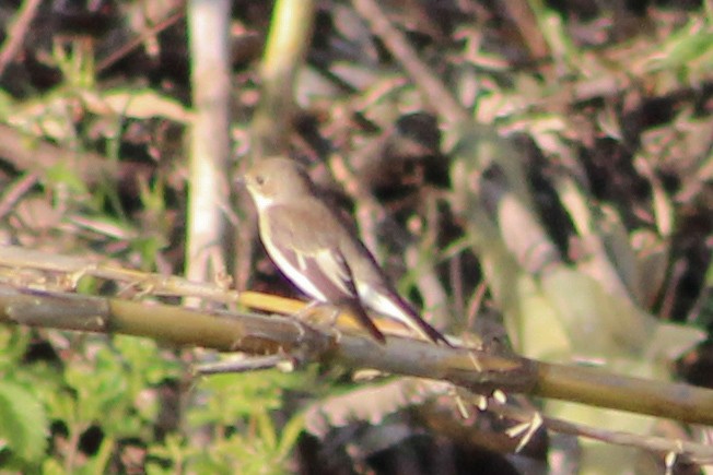 European Pied Flycatcher - ML617527608