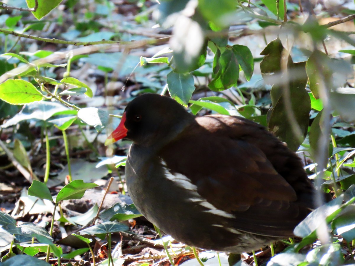 Eurasian Moorhen - ML617527619