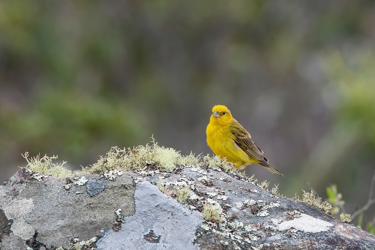 Stripe-tailed Yellow-Finch - ML617527620