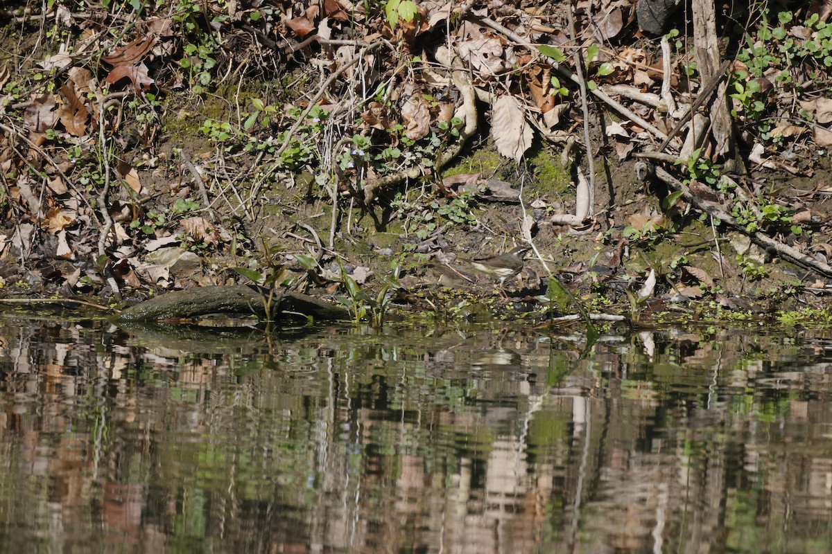 Louisiana Waterthrush - Scott Ray