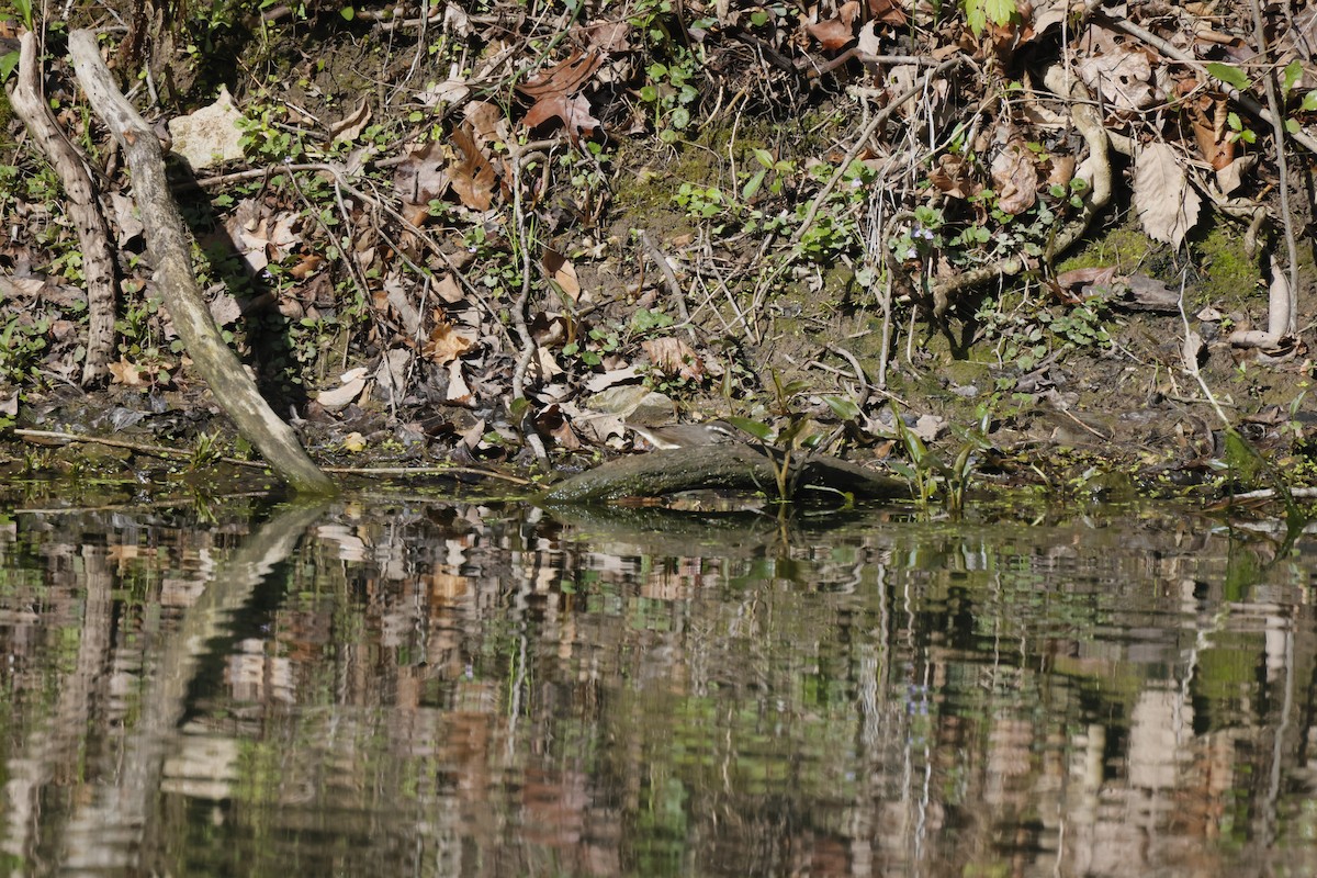 Louisiana Waterthrush - ML617527623