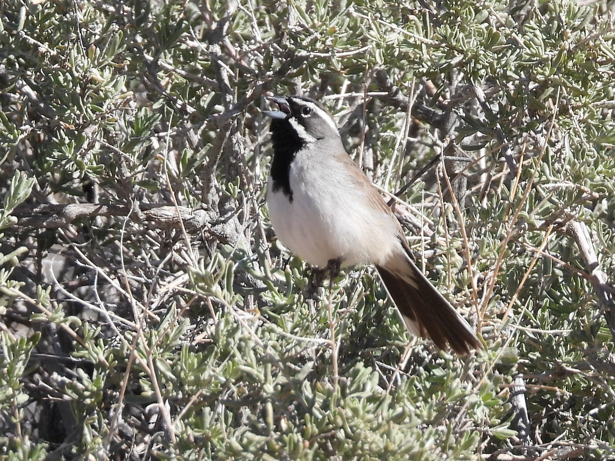 Black-throated Sparrow - ML617527627