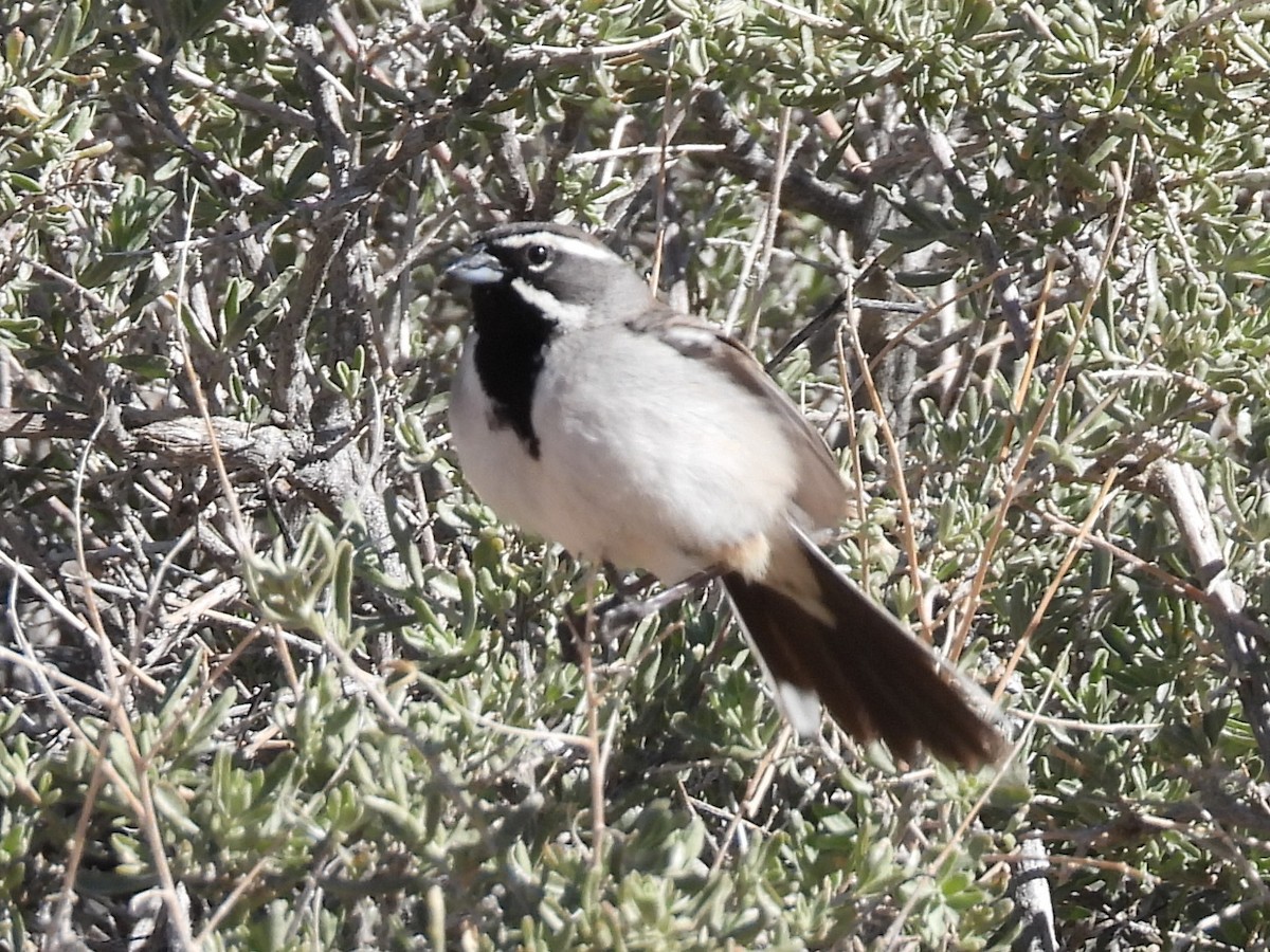 Black-throated Sparrow - ML617527628