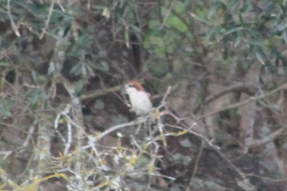 Woodchat Shrike - Miguel Appleton