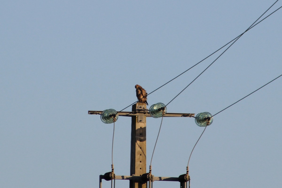 Common Buzzard - Miguel Appleton