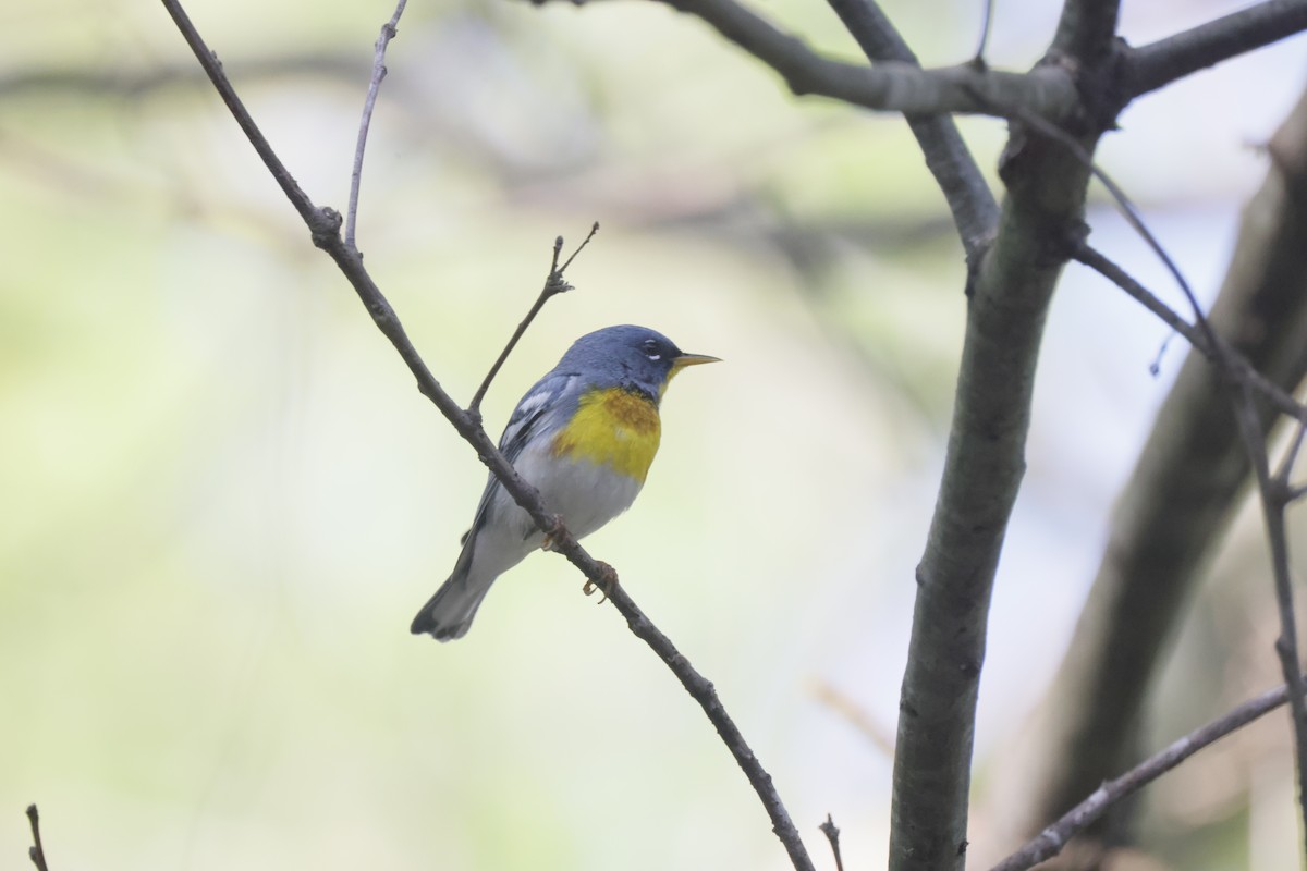Northern Parula - ML617527643