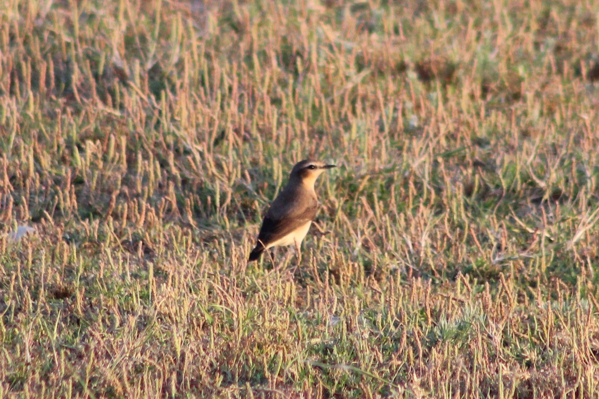 Northern Wheatear - Miguel Appleton