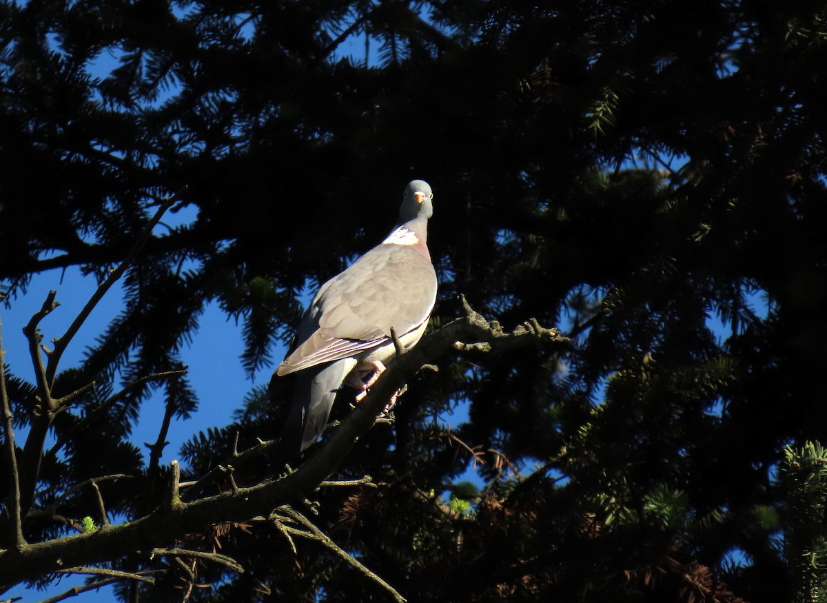 Common Wood-Pigeon - ML617527658