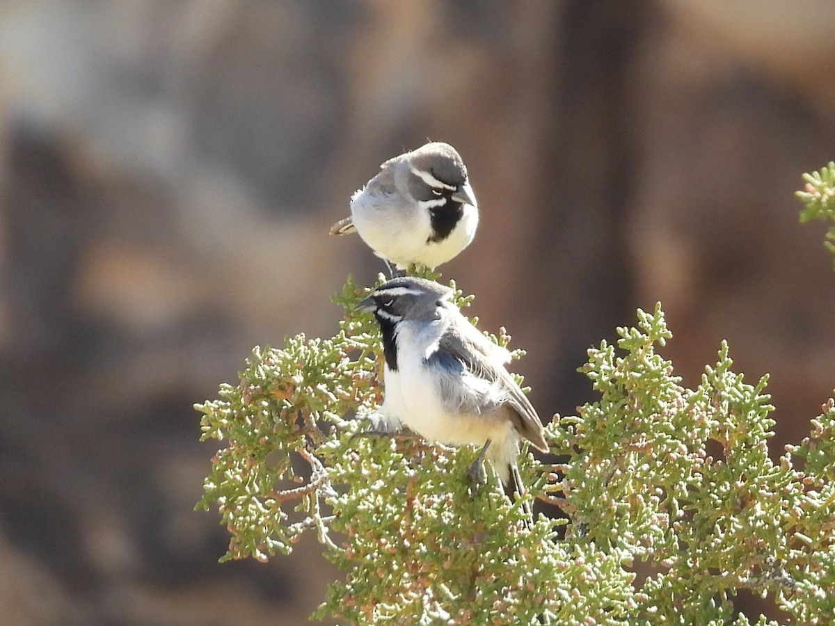 Black-throated Sparrow - ML617527678