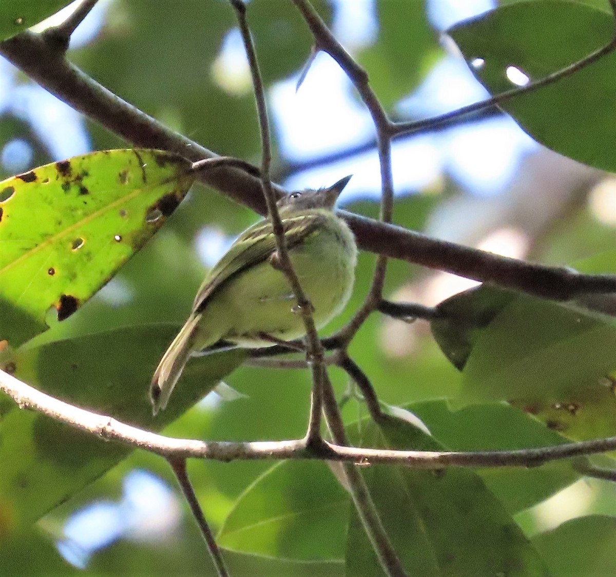 White-eyed Tody-Tyrant - ML617527685