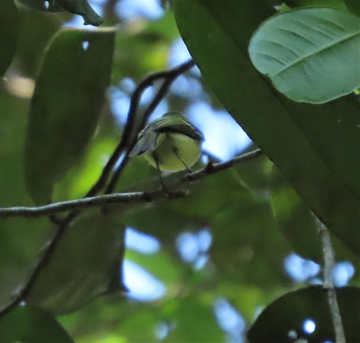 White-eyed Tody-Tyrant - Ann Denburgh