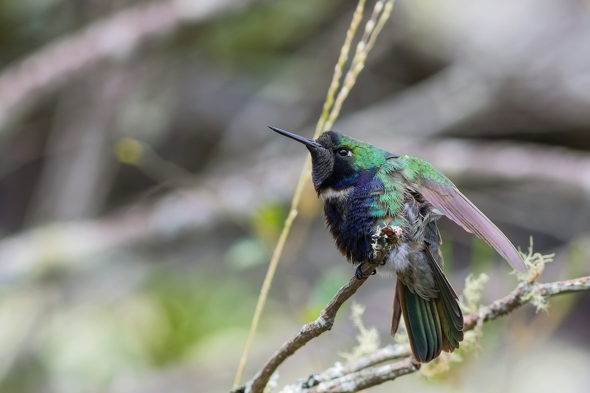 Colibrí Colaceleste - ML617527713