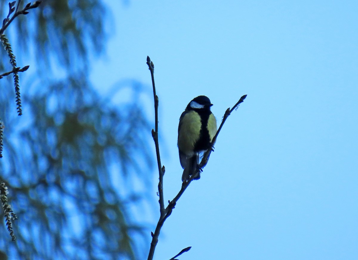 Great Tit - ML617527742