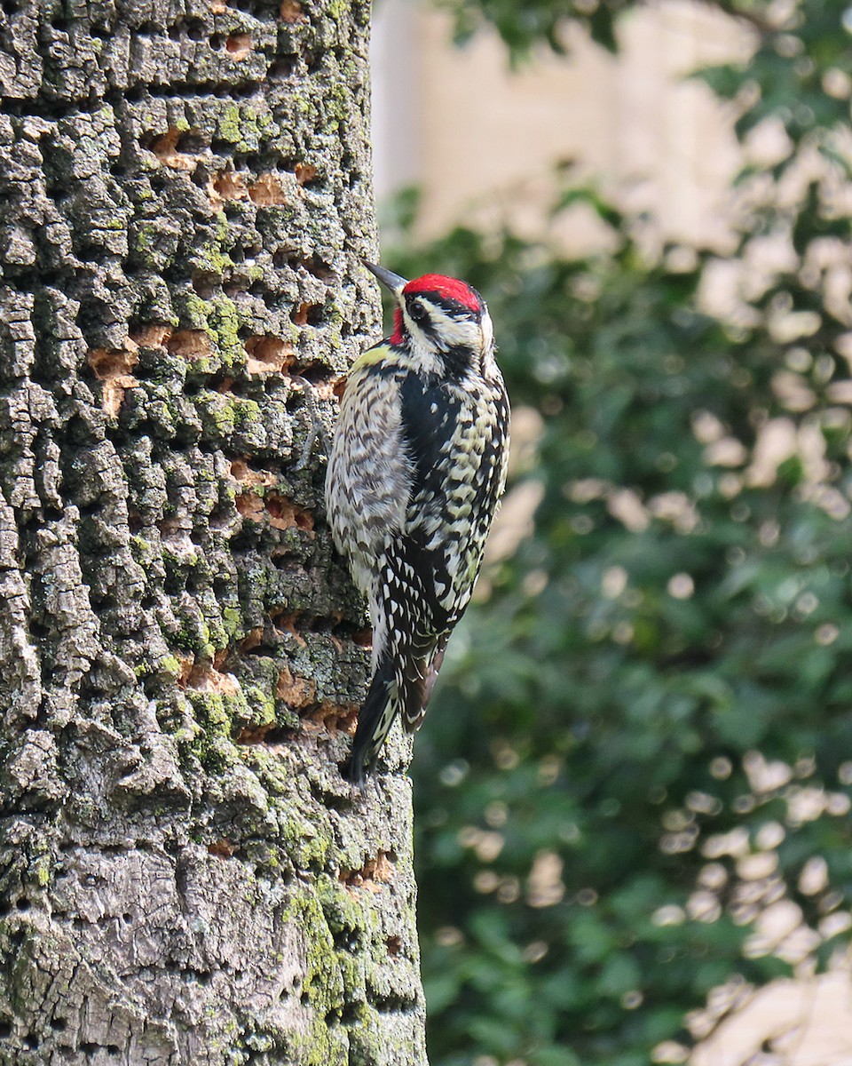 Yellow-bellied Sapsucker - ML617527799