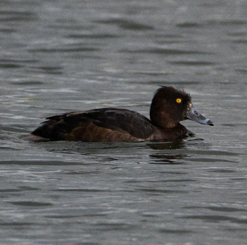 鳳頭潛鴨 - ML617527837