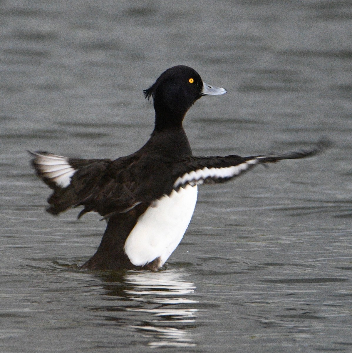 鳳頭潛鴨 - ML617527839