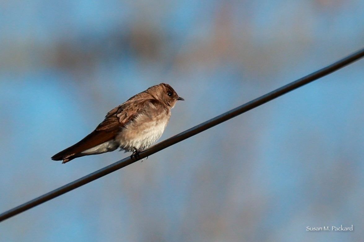 Northern Rough-winged Swallow - ML617527878