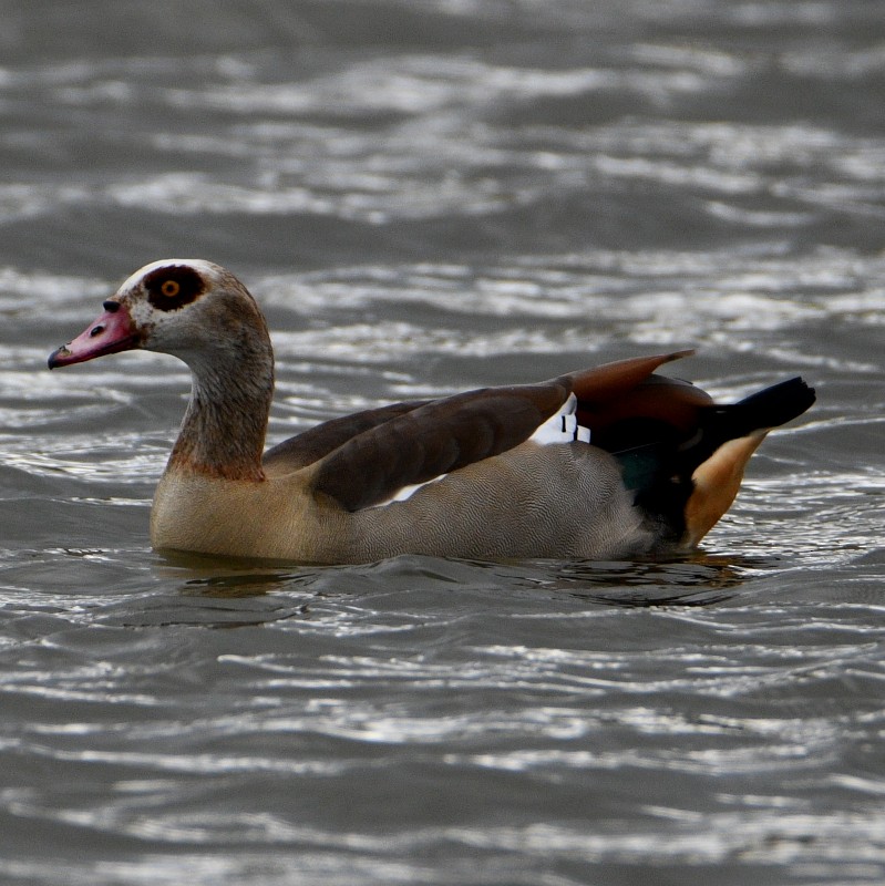 Egyptian Goose - ML617527885