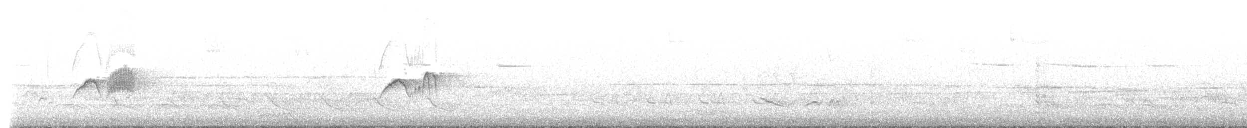 Светлобрюхий фиби - ML617527905
