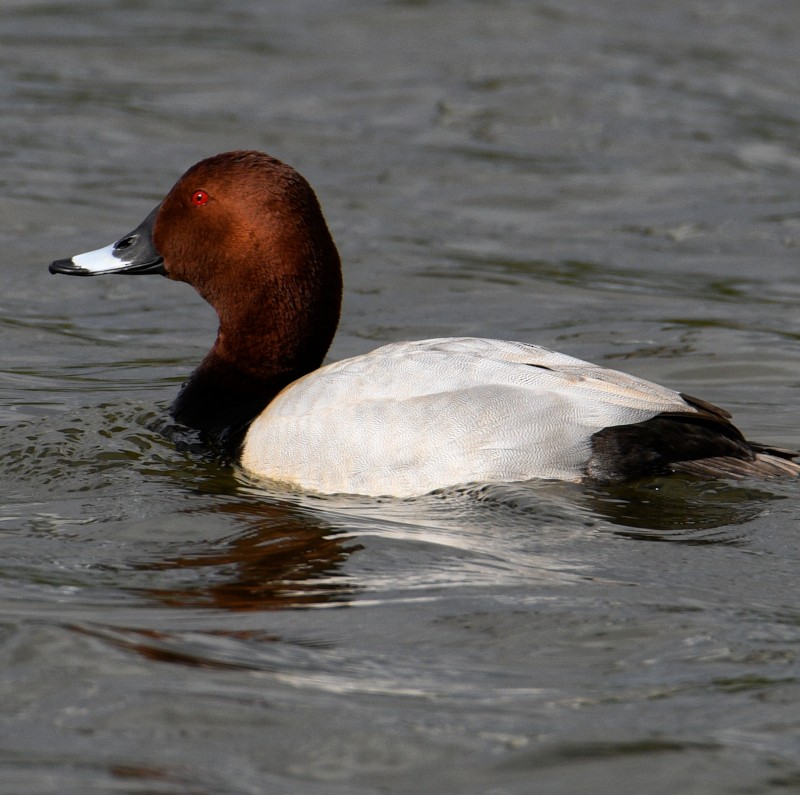 Common Pochard - Jos Simons